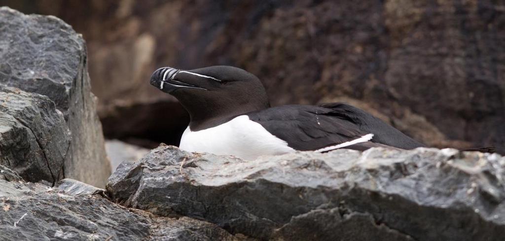 (Fratercula arctica) (Rødliste VU (A2b)) Alkekonge (Alle alle)(ikke rødlistet) Polarlomvi (Uria lomvia) (Rødliste VU (C1)) Det er gjennomført miljørisikoanalyse for alle alkefuglartene i åpent hav.