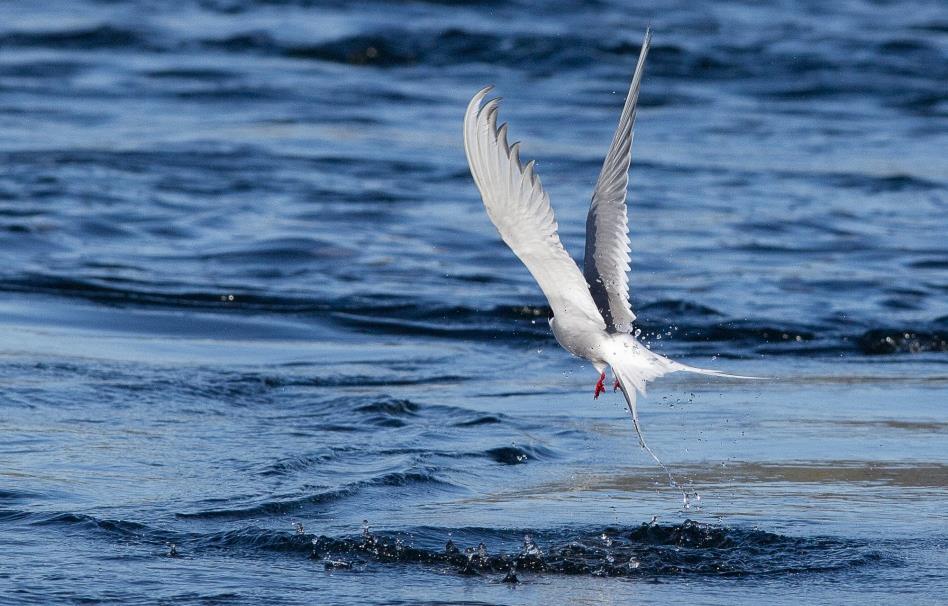 Ismåke (Pagophila eburnea) (O) (Rødliste VU, D1, Svalbard)) Sildemåke er til stede i analyseområdet hele året, men har en sterkere tilstedeværelse sommerstid (SEAPOP kystnære datasett).