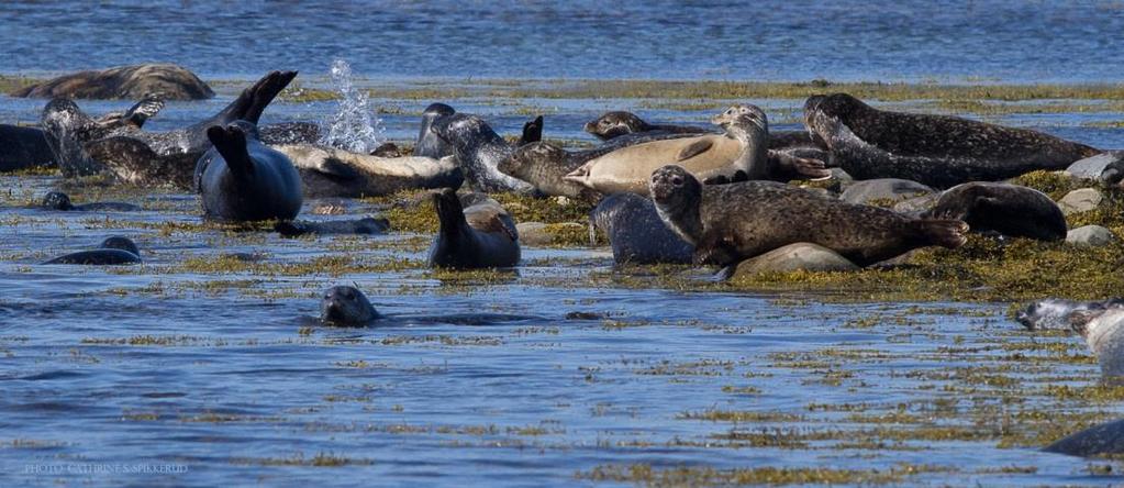 5.6.2 Steinkobbe (Phoca vitulina) Steinkobben er også utbredt i analyseområdet, hovedsakelig inne i fjordene. Datasettene som er egnet for miljørisikoanalyse dekker norskekysten.