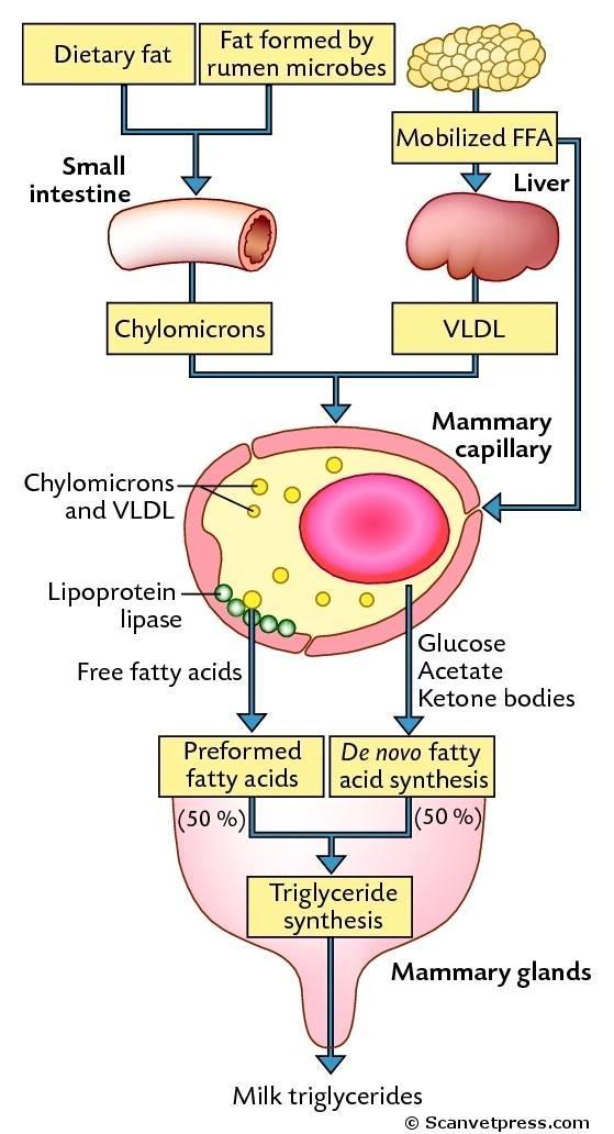 omsetting og lagring av feitt i triglserid. I følgje Kristensen et al. (2003b) stammar 50 60 % av glukosa som er produsert i lever hjå mjølkeku frå propionsre.