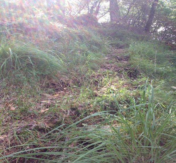 Figur 2 og 3: Stien som ligger inne i skogholtet begynner også å gro igjen på deler av stien. Videre påstår Grønn etat at «stien kan være en viktig innfallsport til turområdet».