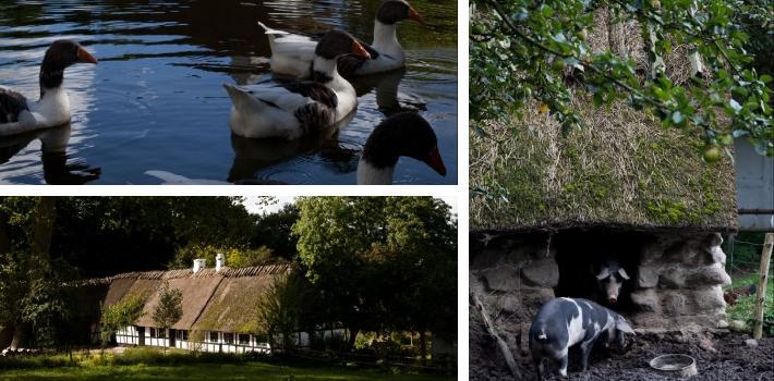 spørsmål. Reis tilbake i historien og opplev landsbylivet på 1800-tallet. Vikingemuseet Ladby (19 km) Gå ikke glipp av det helt spesielle Vikingemuseet Ladby somligger ute ved Kerteminde fjorden.