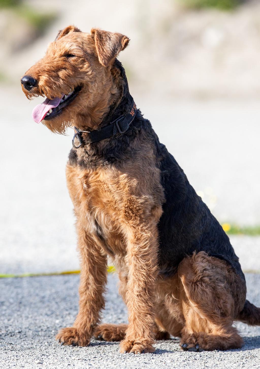 Kennel Wayosi airedale terrier og rhodesian ridgeback I Fetsund i Akershus bor Mona Hansen med hundene sine.