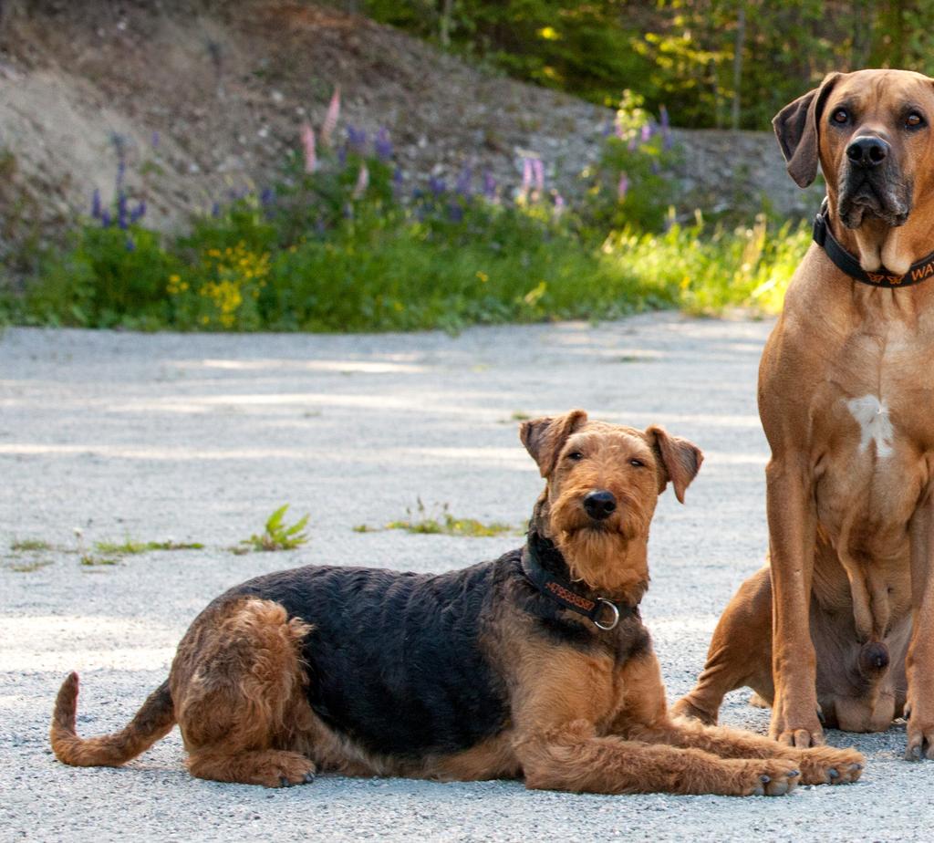 KENNEL Jeg ønsker at navnet «Wayosi» skal assosieres med friske, trivelige og mentalt gode hunder. FIRKLØVER: Dette er de fire hundene som Mona selv har hjemme. Hun har flere ute på fôravtaler.