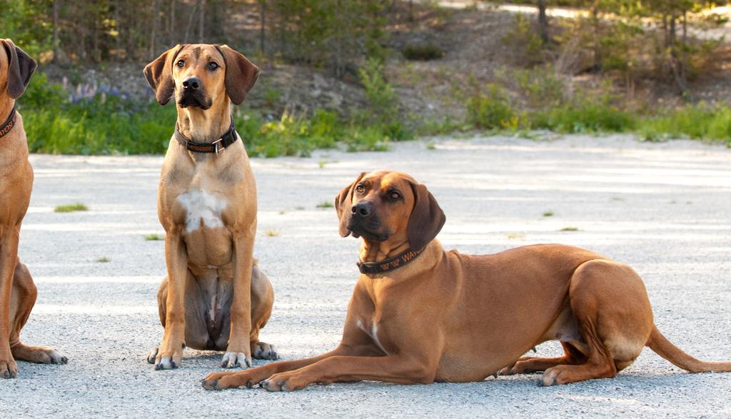 familiehund. Rasen er en allrounder på alle måter. Den ble brukt under både første og andre verdenskrig, og er godt kjent for sitt store mot.