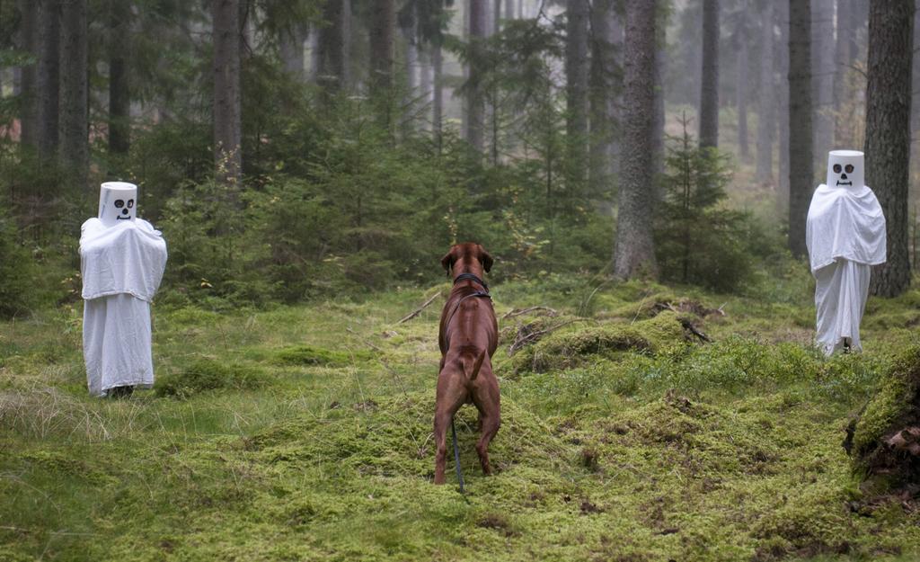 Etter andre verdenskrig har avlen av airedale terrier i det gamle Øst-Tyskland blitt sentrert rundt oppdrett av hunder til brukshundsport, mens det i resten av verden ikke har vært like stort fokus