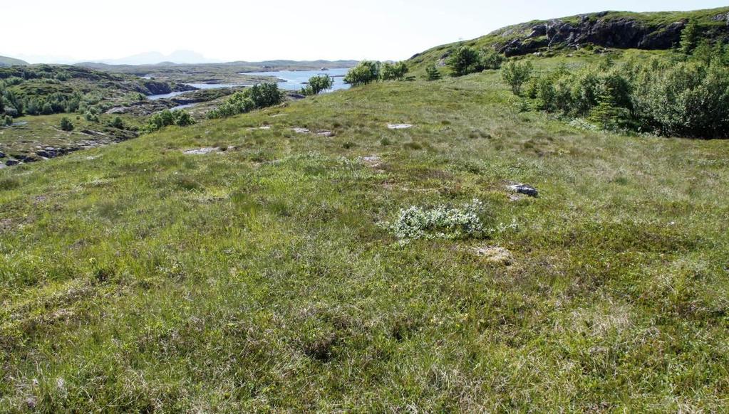 Bilde tatt i sørvestlig retning i det midterste lyngheiområdet i lokaliteten.