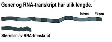 Figur er rettet fra eksamensoppgaven.