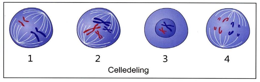 Genetikk 69 (oppgave 8 vår 2011) Figuren tar utgangspunkt i en diploid celle med to par homologe kromosomer (fire kromosomer til sammen), to lange og to korte.