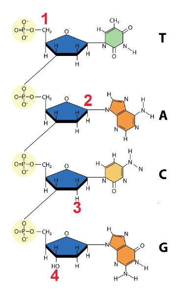 Genetikk 85 (oppgave 4 vår 2012) Hvilken forskjell er det mellom sukkermolekylene vi finner i DNA, og dem vi finner i RNA?