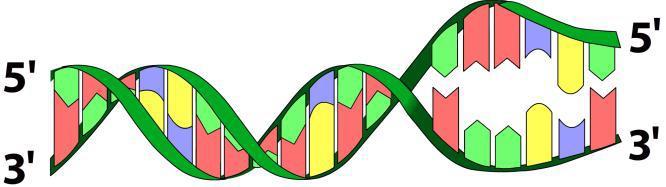 Genetikk 98 (oppgave 25 vår 2012) Hjerneceller, muskelceller og beinceller er ulike fordi A) alle cellene inneholder ulike gener B) ulike gener er aktivert i de forskjellige cellene C) tallet på