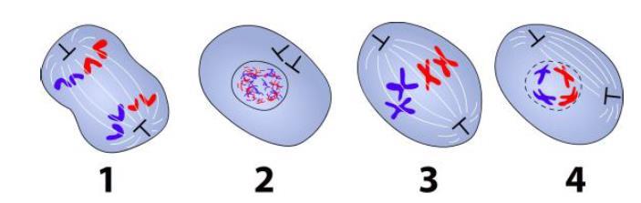 Genetikk 105 (oppgave 26 høst 2012) Hvis vi starter med delingsfasen og regner med to kontrollpunkter der cellen kontrollerer seg selv, hva er den riktige rekkefølgen i en celles livssyklus?