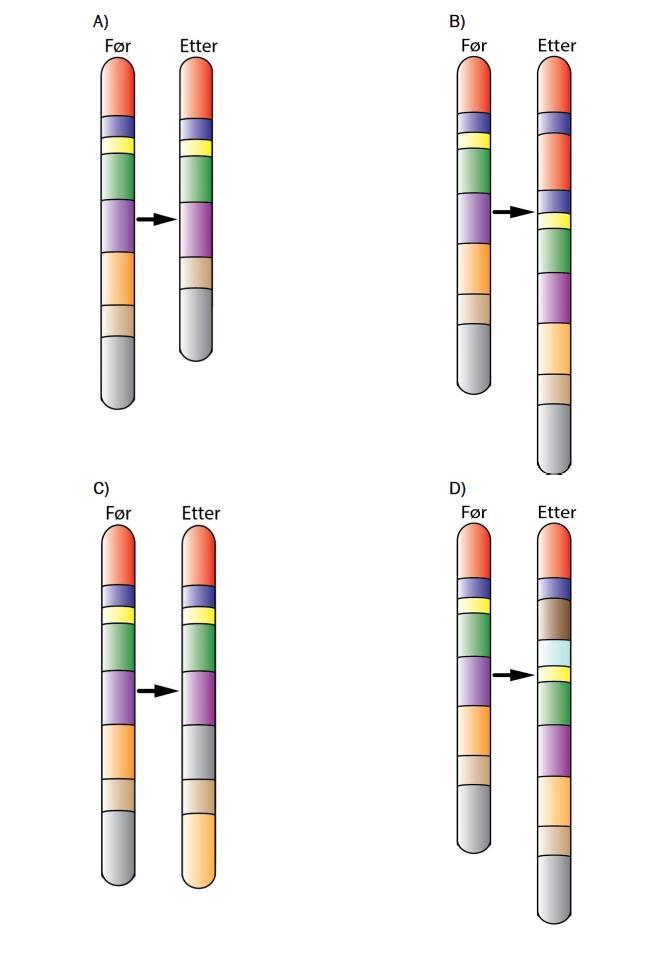 Genetikk 128 (oppgave 10 vår 2014) Figurene under viser kromosomer før og etter en mutasjon. Hvilken figur viser at det har skjedd en delesjon?