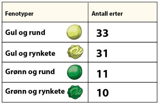 Genetikk 152 (oppgave 17 høst 2015) Hos erteplanter er allelet/genvarianten for gul farge på ertene (G) dominant over allelet for grønn farge (g), og allelet for runde erter (R) dominant over allelet