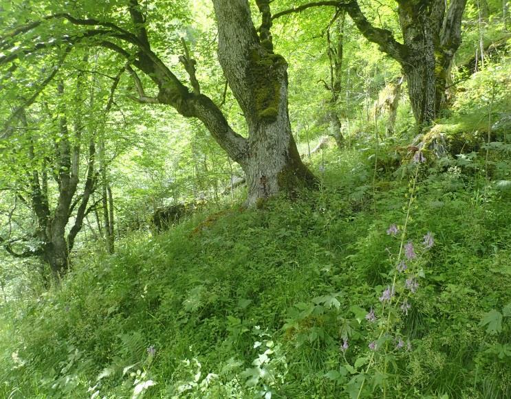 Naturtypar, utformingar og vegetasjonstypar: T4-C18 Høgstaudeskog er den dominerande NiN-typen i den austvendte lia innanfor skjøtselsplanlokaliteten.