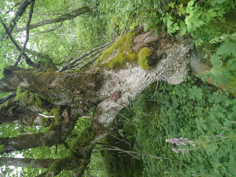 Næringskrevjande artar dekker skogbotnen og alm og gråor er dei viktigaste treslaga. Høgstaudeskog (T4-C18) vekslar med T4-C19 Litt tørkeutsatt høgstaudeskog og T4- C3 Lågurtskog.