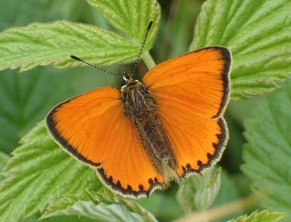 Det vart også registrert to artar av sommarfuglane blåvinge samt oransjegullvinge. Bilete 3. Oransjegullvinge vart registrert ved Knivbakklli. Foto: Pål Thorvaldsen/NIBIO.