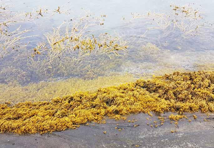 10 Algeinnhøsting i praksis Tidevann Erfarne algeplukkere planlegger turen etter tidevannstabellene. Du bør følge tidevannet ut og sette nesen innover før tidevannet begynner å venne tilbake.