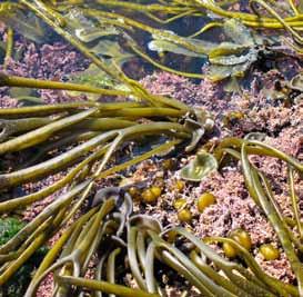 Anvendelse: Gelémiddel Høstesesong/vekstperiode: Sommer IFoto: nga Kjersti Sjøtun IFoto: nga Kjersti Sjøtun Stortare Laminaria hyperborea Andre navn: Forest kelp Hvor du finner den: Hele