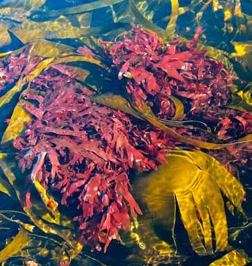 Dryss. Høstesesong/vekstperiode: Vår Vorteflik Mastocarpus stellatus Andre navn: Fjæreflekk, Irish moss, Charrageen moss.