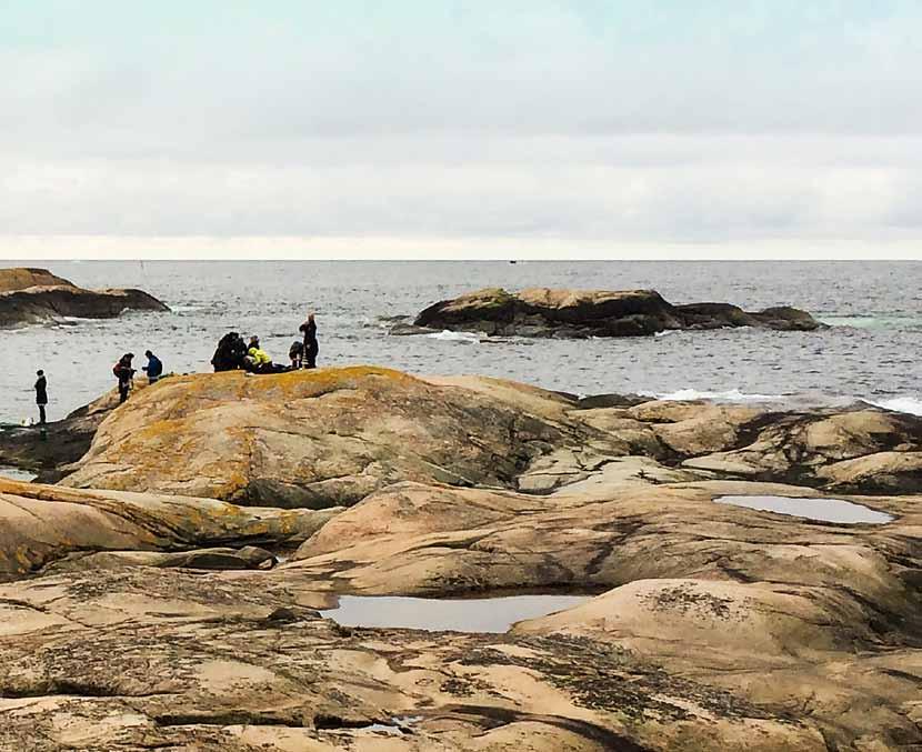 5 En gjeng fra Fredrikstad sopp- og nyttevekstforening og Oslo og omland sopp- og nyttevekstforening på algetur på Tjurpannans Naturreservat i Grebbestad i Sverige.