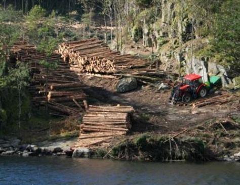 - 20 - lite etablert, er målet er å utrydde forekomstene og hindre videre spredning. I 2013 ble det også oppdaget en forekomst i Kristiansand.