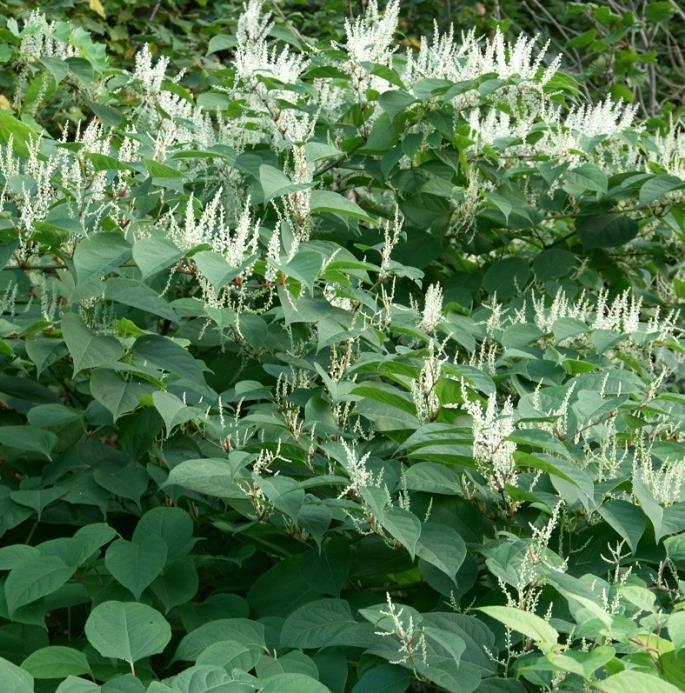 Foto: Pål Klevan Utbredelse i Vest-Agder: Parkslirekne (tidligere Fallopia japonica) er registrert over hele Vest-Agder, hovedsakelig langs kysten og i dalførene.