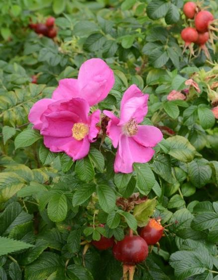 - 37 - Rynkerose (Rosa rugosa) (SE) Figur 17. Registrerte forekomster av rynkerose i Vest-Agder (Artskart 30.1.2017). Figur 18. Rynkerose. Foto: Pål Alfred Larsen Utbredelse: Rynkerose kommer fra Nordøst-Asia og ble tatt inn til Europa like før 1800.