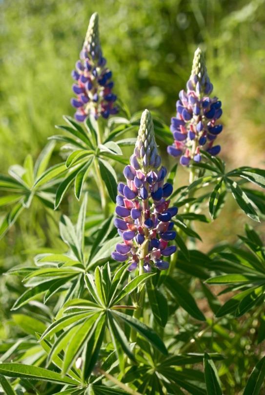 Blomstene er vanligvis blå eller blå-hvite, men hvite, blekgule, rosa og fiolette blomster forekommer. Fruktene er store, lyshårete belger.