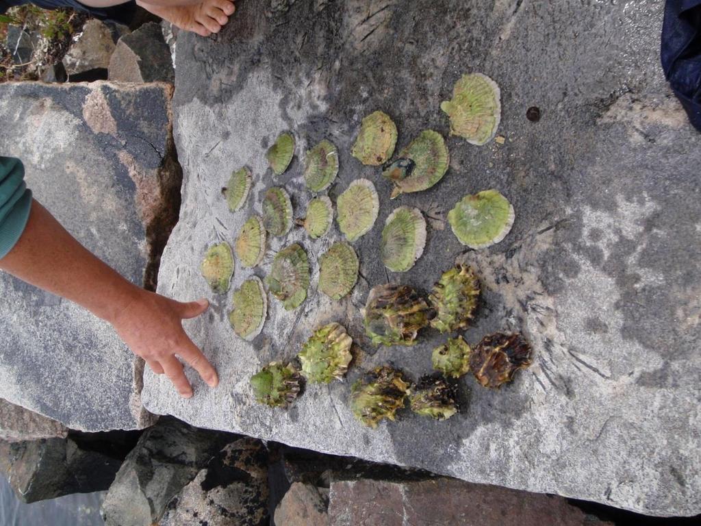 - 57 - Stillehavsøsters (Crassostrea gigas) (SE) Figur 40. Stillehavsøsters (nederst) og flatøsters (øverst). Foto: Pål Klevan Stillehavsøsters kommer opprinnelig fra Asia.