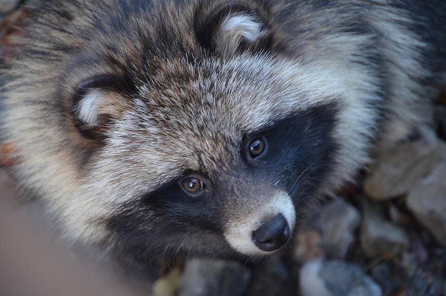 - 59-3.8 Dørstokkarter 3.8.1 Landlevende arter Mårhund (Nyctereutes procyonoides) (SE) Figur 42.