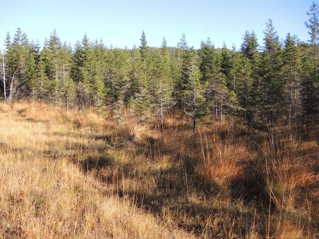 Figur 11. Grøfta og tilplanta bakkemyr nordvest på Bukkastakkmyra. Foto: A. Lyngstad 12.10. 2016. 3.1.3 Myr 1 i nord Dette er myrområdet like nord for Stormyra.