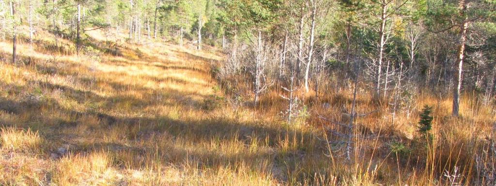 Figur 19. Fra myr 4 i Nyvassdalen. Området til venstre er ugrøfta, området til høyre er grøfta, og har oppslag av busker og trær.