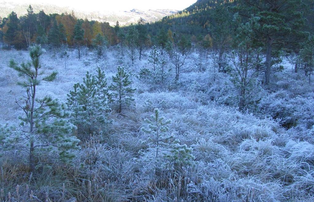 blå piler. Grønn linje angir tidligere reservatgrense. Ortofoto fra 2012.