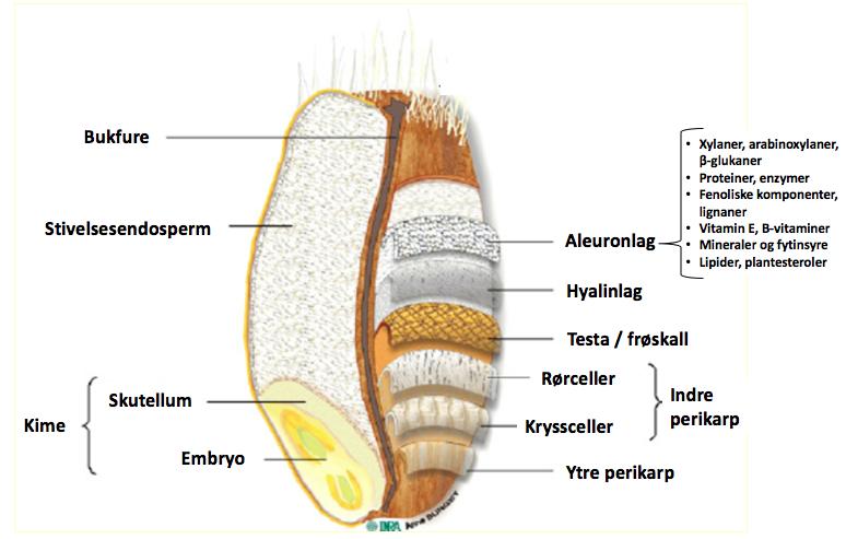 2. Litteratur 2.1 Kornets oppbygning og egenskaper Et økt inntak av fullkorn er blitt assosiert med lavere risiko for hjerte- og kar sykdom, overvekt, diabetes og kreft (Slavin 2003).