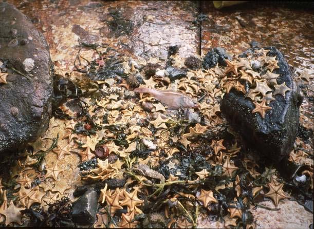 Fangst av bunnorganismer i krabbetrål fra et område uten kongekrabbe. Prøven domineres av mudderstjernen Ctenodiscus crispatus som er en meget vanlig art på bløtbunn i nordnorske fjorder.