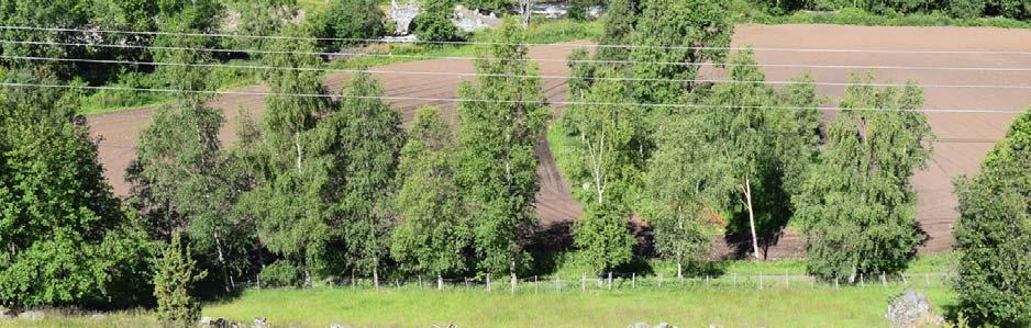 Slåttemarka sett nedover fra husene, med oppmurte