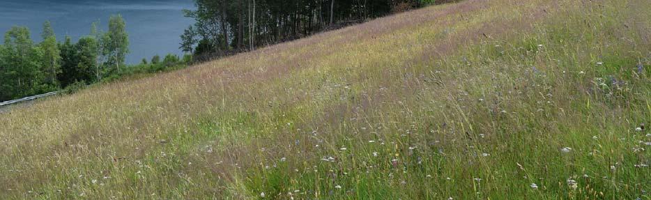 2 Muriås:Storåkeren Skjøtselsplan for Muriås: Storåkeren, slåttemark, Norddal kommune, Møre og Romsdal fylke Foto: P. Vesterbukt/NIBIO FIRMANAVN OG ÅRSTALL: NIBIO Kvithamar.