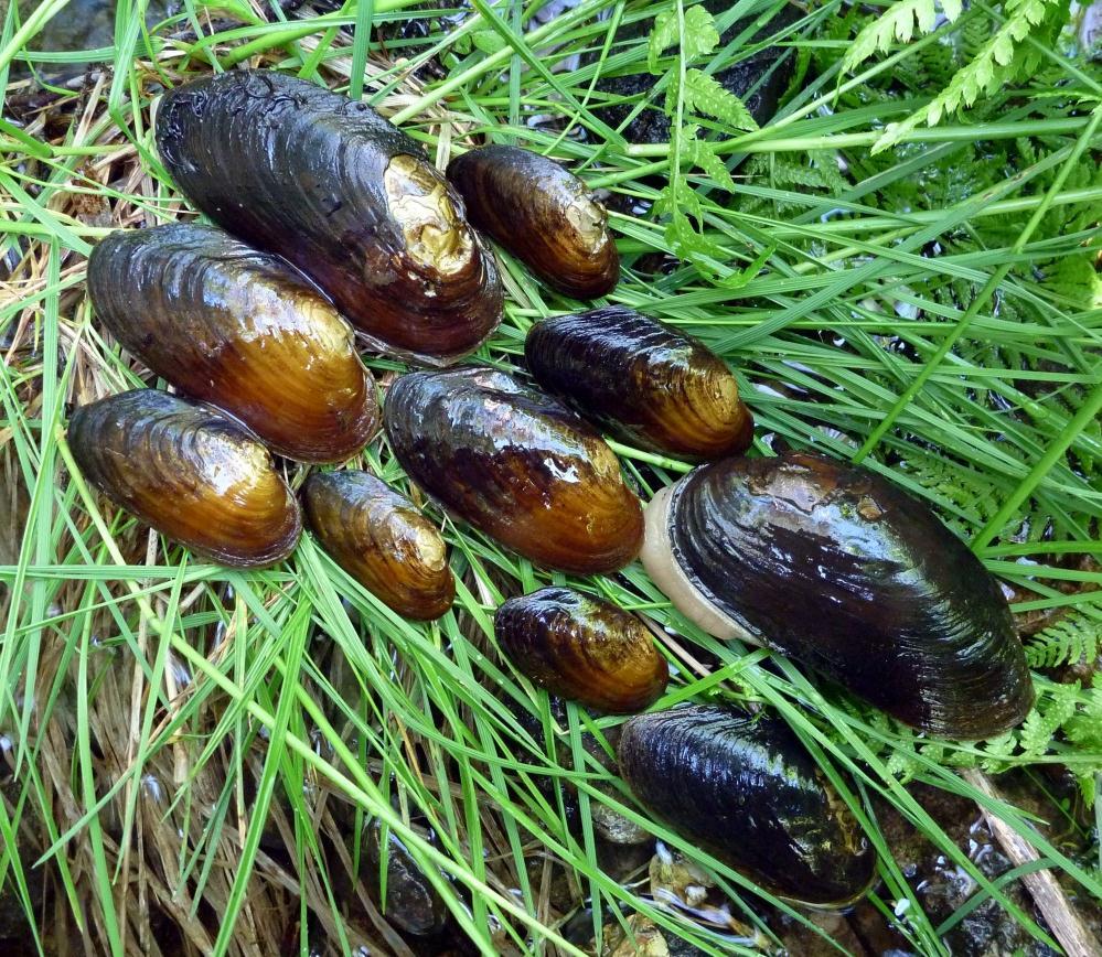 Gyteelva Bamble - - - Ingen funn Egnet, masse fisk. Herreelva Bamble - 43 Usikkert Svak Masse vertsfisk. Under bedring? Åbyelva Bamble 0,2 40 Usikkert. Svak Masse vertsfisk. Under bedring? Vinjebekken Bamble - - - Ingen funn Egnet, masse fisk.