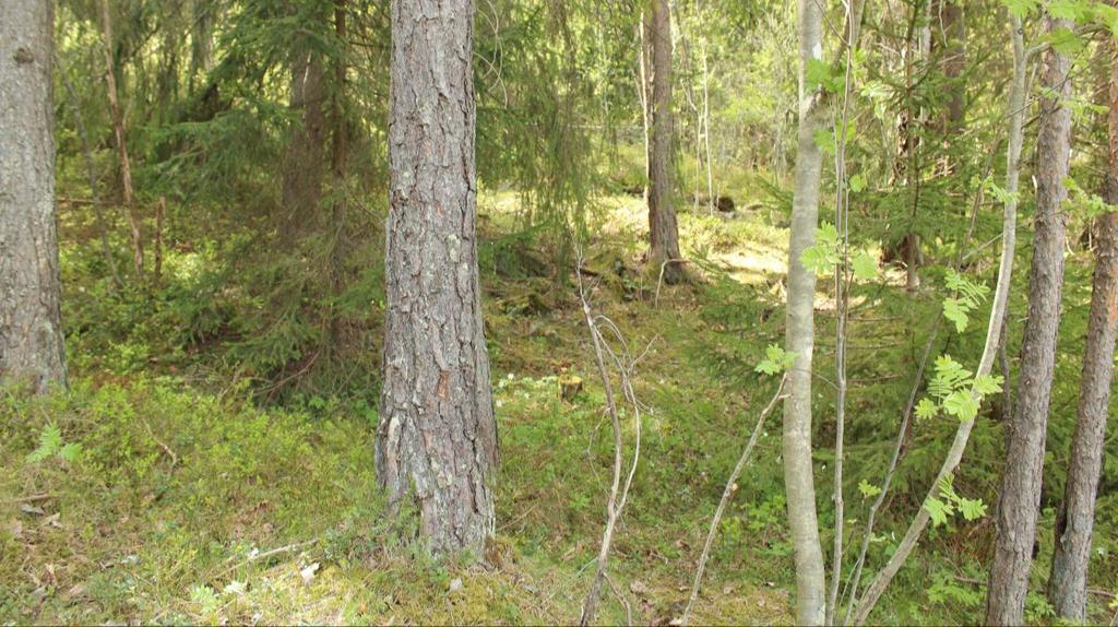 Foto 11: Røysfeltet ligger i skogsterreng fem meter vest for Bomansvikveien.