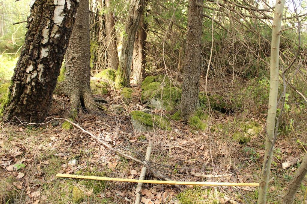 Foto 18: Røys F3. Målestokken viser 1 m. Tatt mot nord. F4 røys Diameter: 3 m. Høyde: 60 cm. Sirkulær røys, men noe skjev pga. et stort grantre i nordre del.