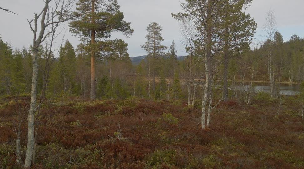 Direkteklasser Klasse Lengde Nivå Merknad N åpen 1,5 N Fri start, ingen tidtaking Dir. A 5,0 A Dir. B 3,5 B Dir.