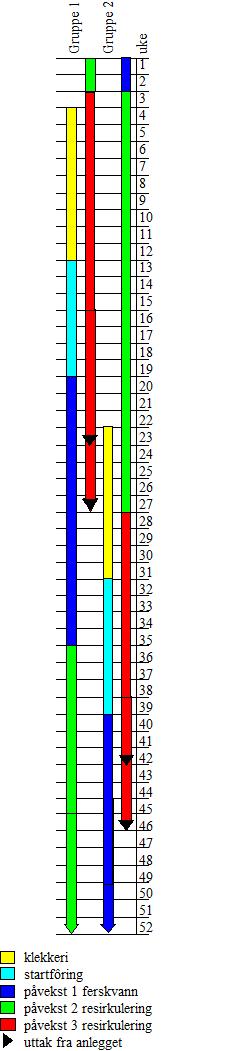 I uke 4 legges det et nytt parti øyerogn i klekkeriet (ny gruppe 1), som overføres til startfôringsavdelingen i uke 13 og til påvekst 1 avdelingen i uke 20.