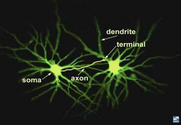 Neuroner har mange av de samme strukturer som enhver celle i kroppen.