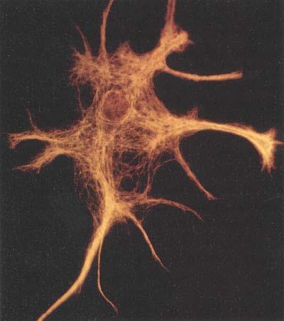 Glial celler (astrocyter) er støtteceller for nevroner bl.a. ved å tilføre næring og strukturell støtte.