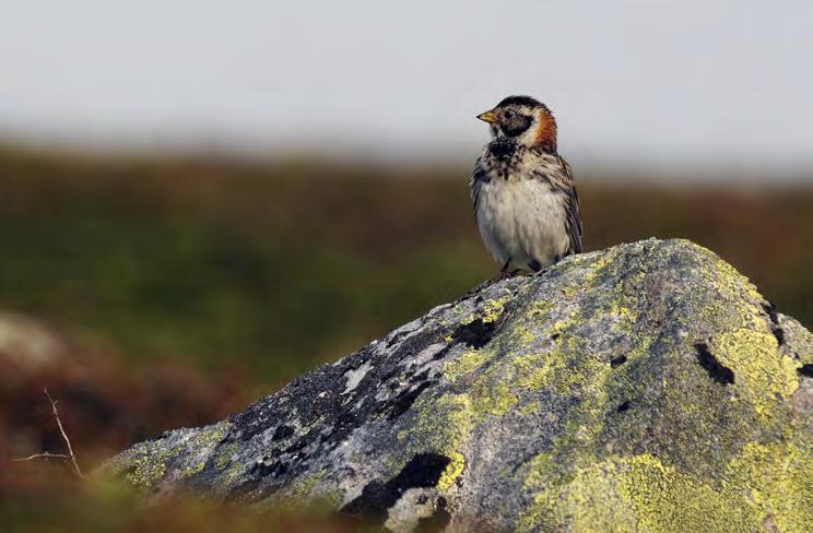 Et annet interessant trekk ved predatorsamfunnet på Varangerhalvøya, som vi også ser andre steder i Arktis, er at tyvjoen kan hekke på tundraen milevis fra kysten.