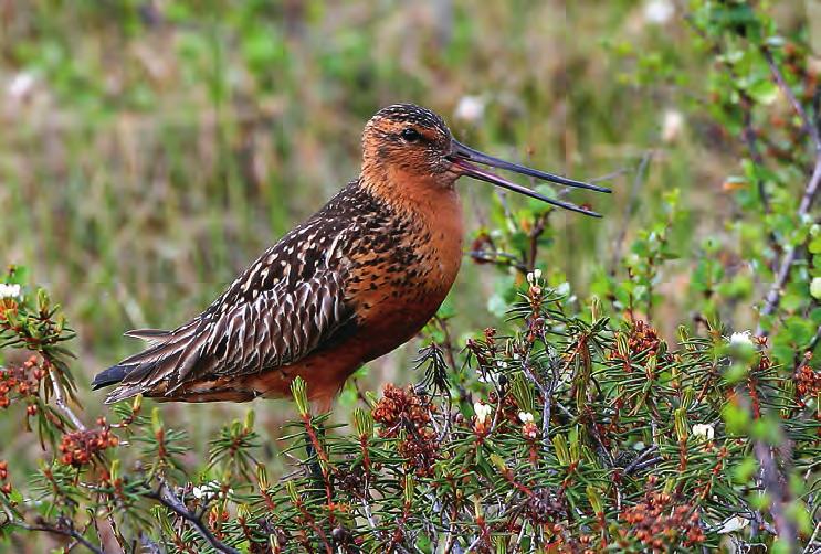 I Varanger ser det ut til at bestanden har holdt seg ganske stabil, mens den i store deler av nordre Nordland og Troms har gått sterkt tilbake siden slutten av 1970-tallet.