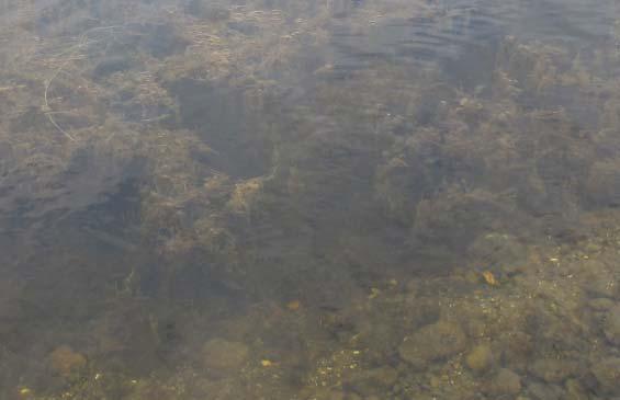 pectinata, men ser ut til å være vanligst midtfjords, fra ca. 1,5 (2)-2,3 m dyp.