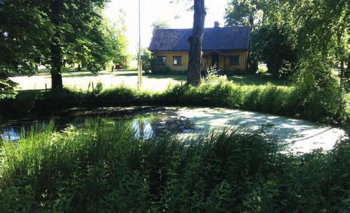 Skjøtsel av særegne landskapselementer TILTAK FOR Å IVARETA BIOLOGISK MANGFOLD Skjøtsel av verdifull slåttemark Det gis tilskudd til slått av verdifull slåttemark.