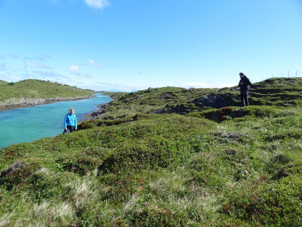 Bilder med kommentarer: Grimsøya: Kystlynghei med dominerende